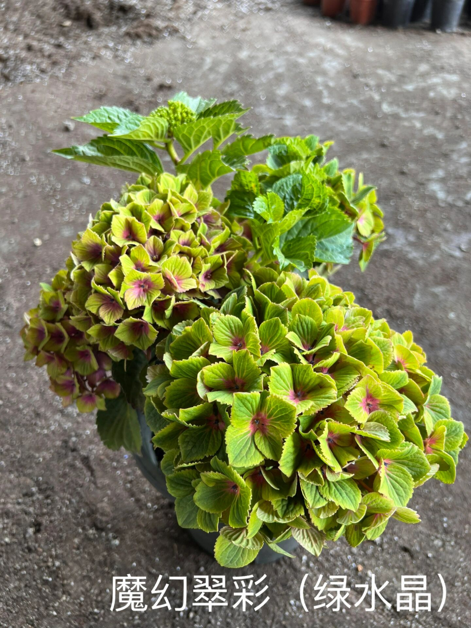 绣球花——魔幻翠彩(绿水晶) 初花期前一个月整朵花都是绿色的,随着