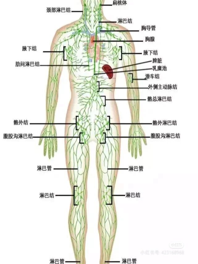 淋巴肉芽肿腹股沟图片