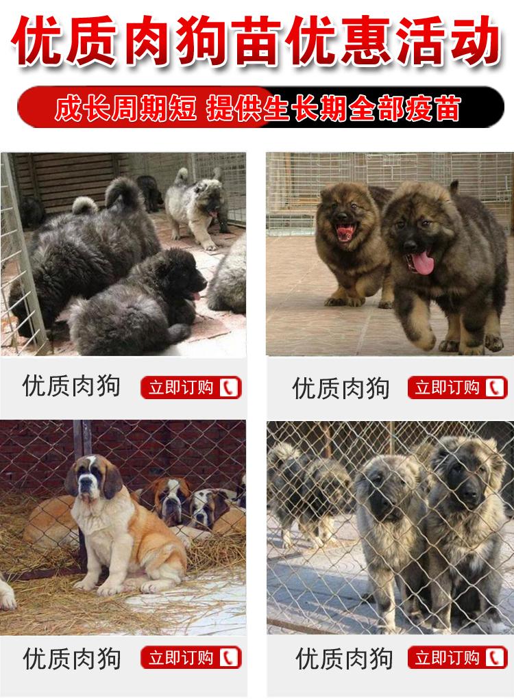 哪里有小土狗苗批发