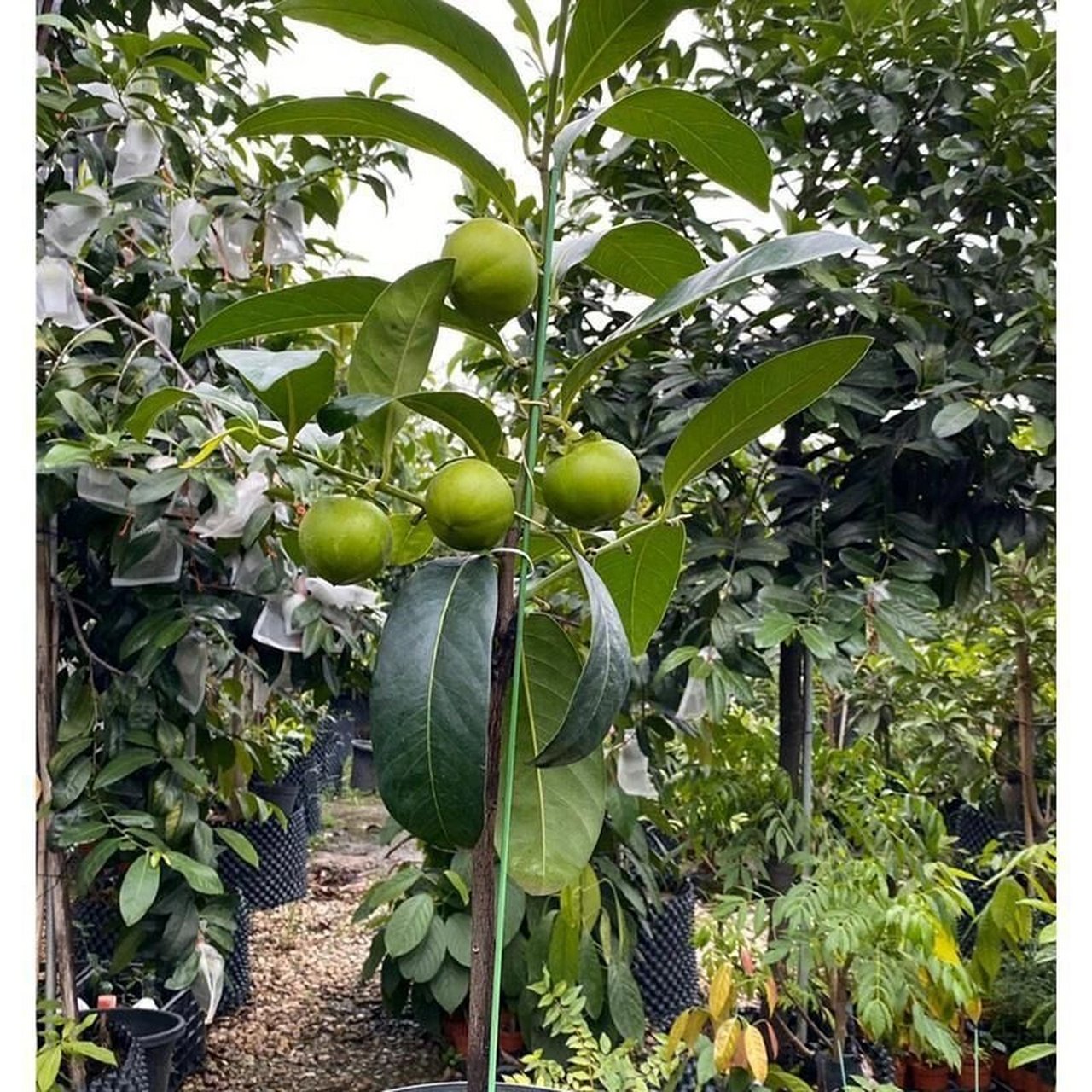 黑柿巧克力布丁果 #果树# #巧克力黑柿# #柿子# #巧克力黑柿苗