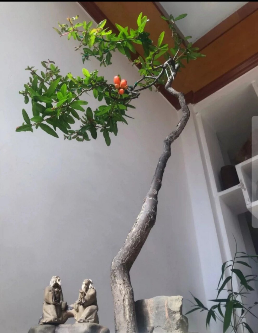 石榴树文人盆景 小叶石榴盆景,文人迎客.盆龄十五年.