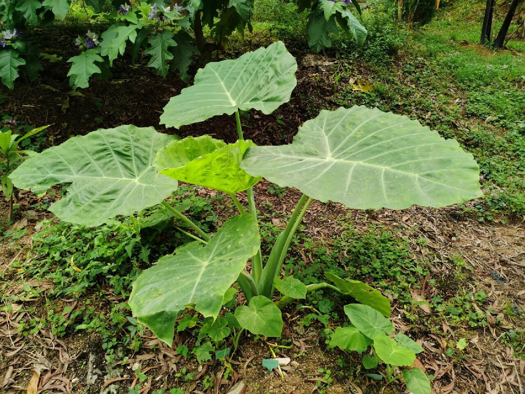 又叫  ,叶片粉绿色,可以长得非常高大,硕大的叶片让它成为了网红植物