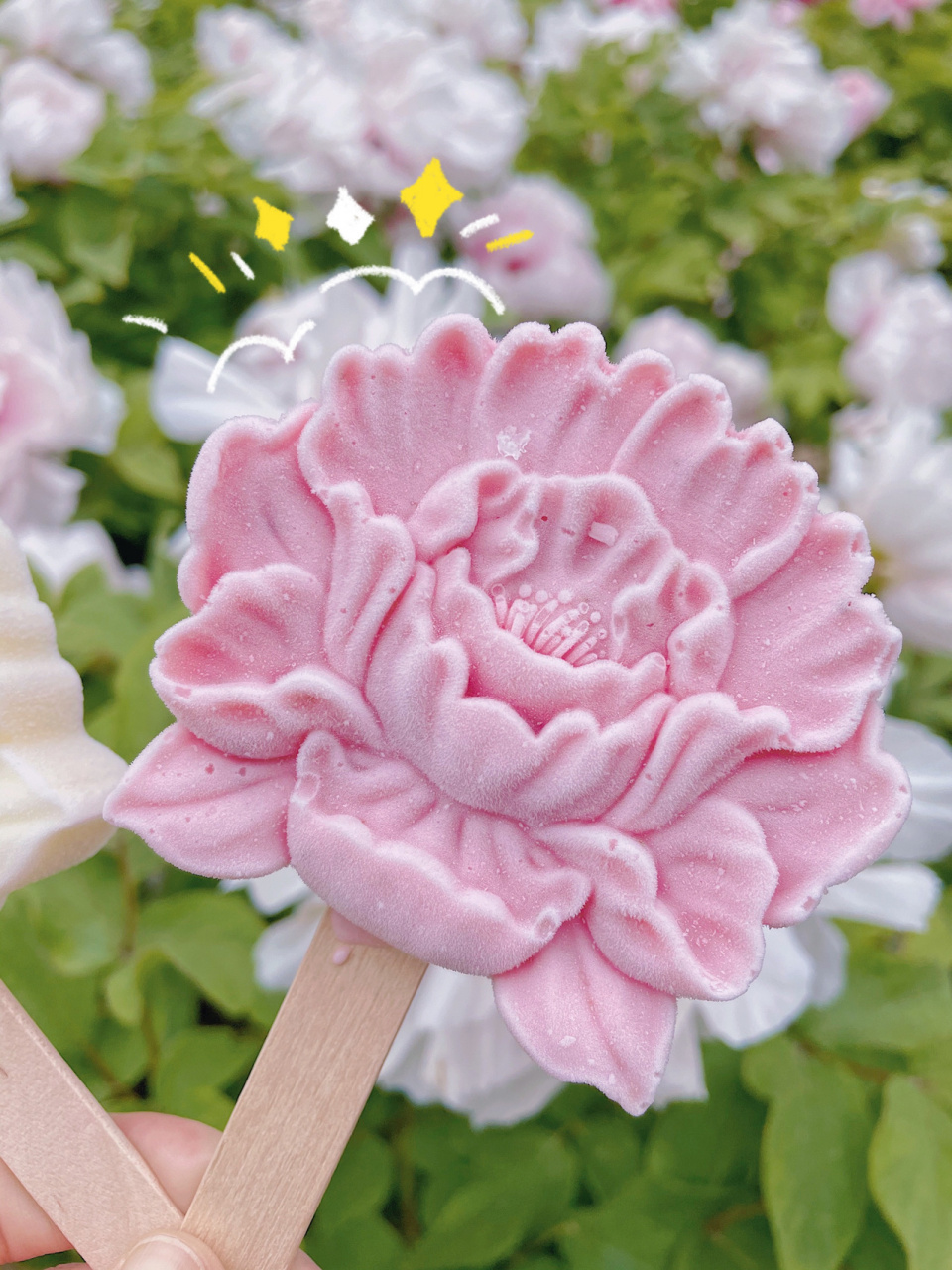 洛阳网红 | 牡丹冰淇淋97赏花打卡全攻略6015 洛阳网红96文创