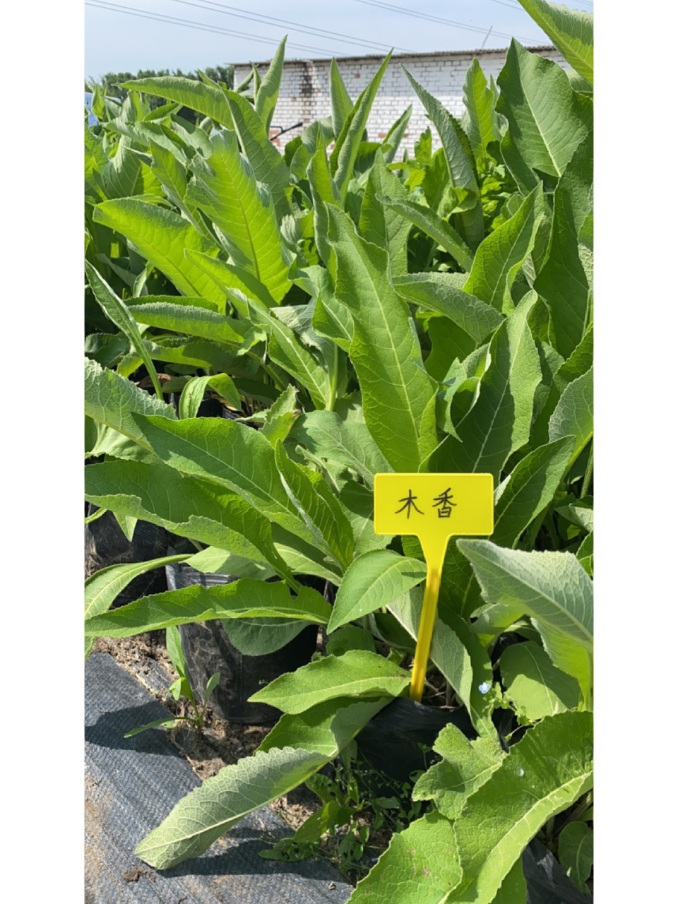 药用植物——土木香 土木香是菊科 旋覆花属 多年生草本植物,高度60