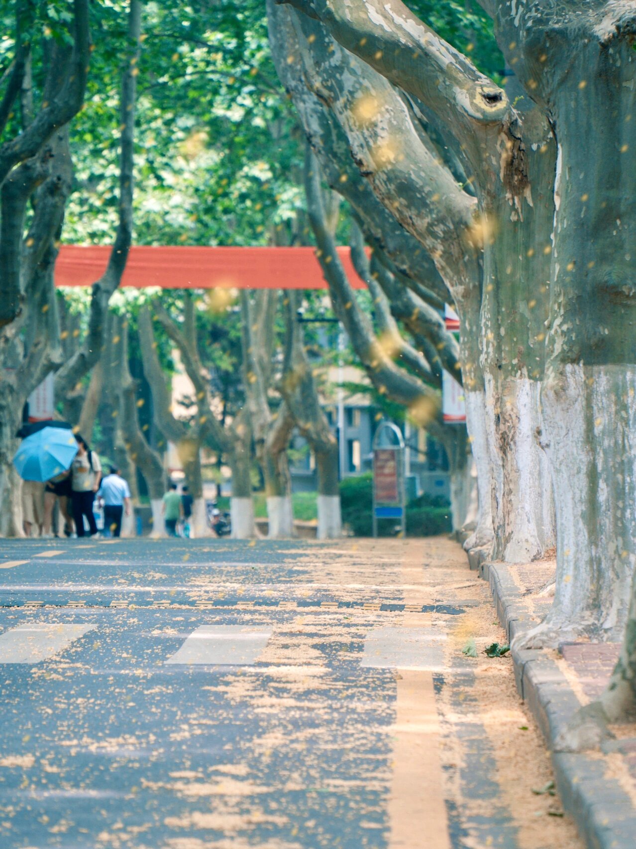 南京这令人窒息的梧桐絮