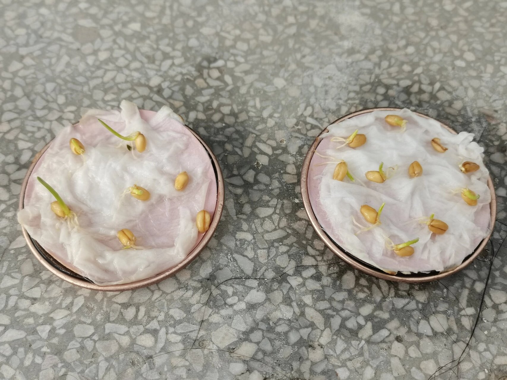 小麦种子发芽日记 第五天 开心