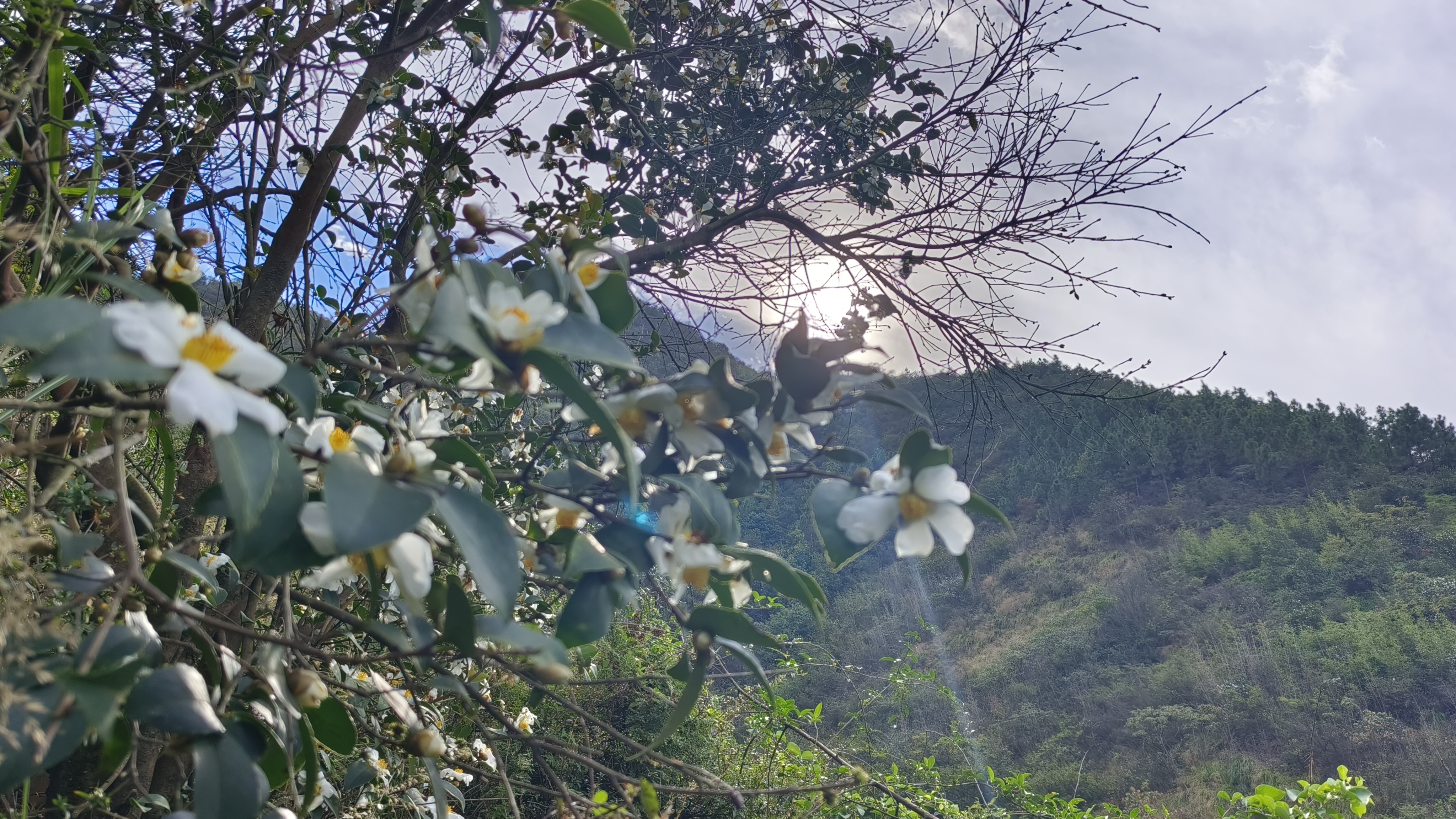 山茶油树花开了