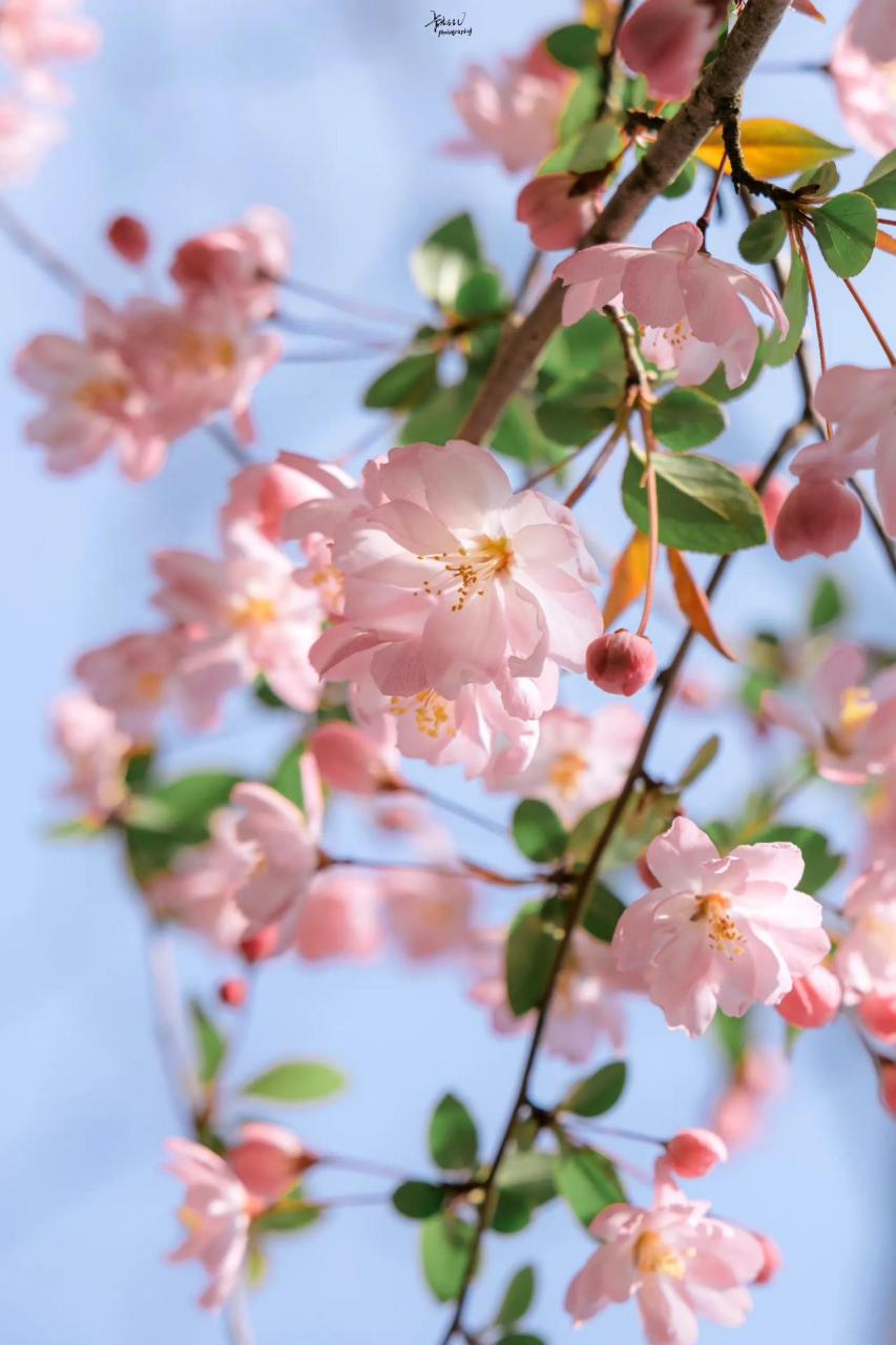 海棠花未眠,自挂东南枝. 摄影作品,博主:卡斯lv