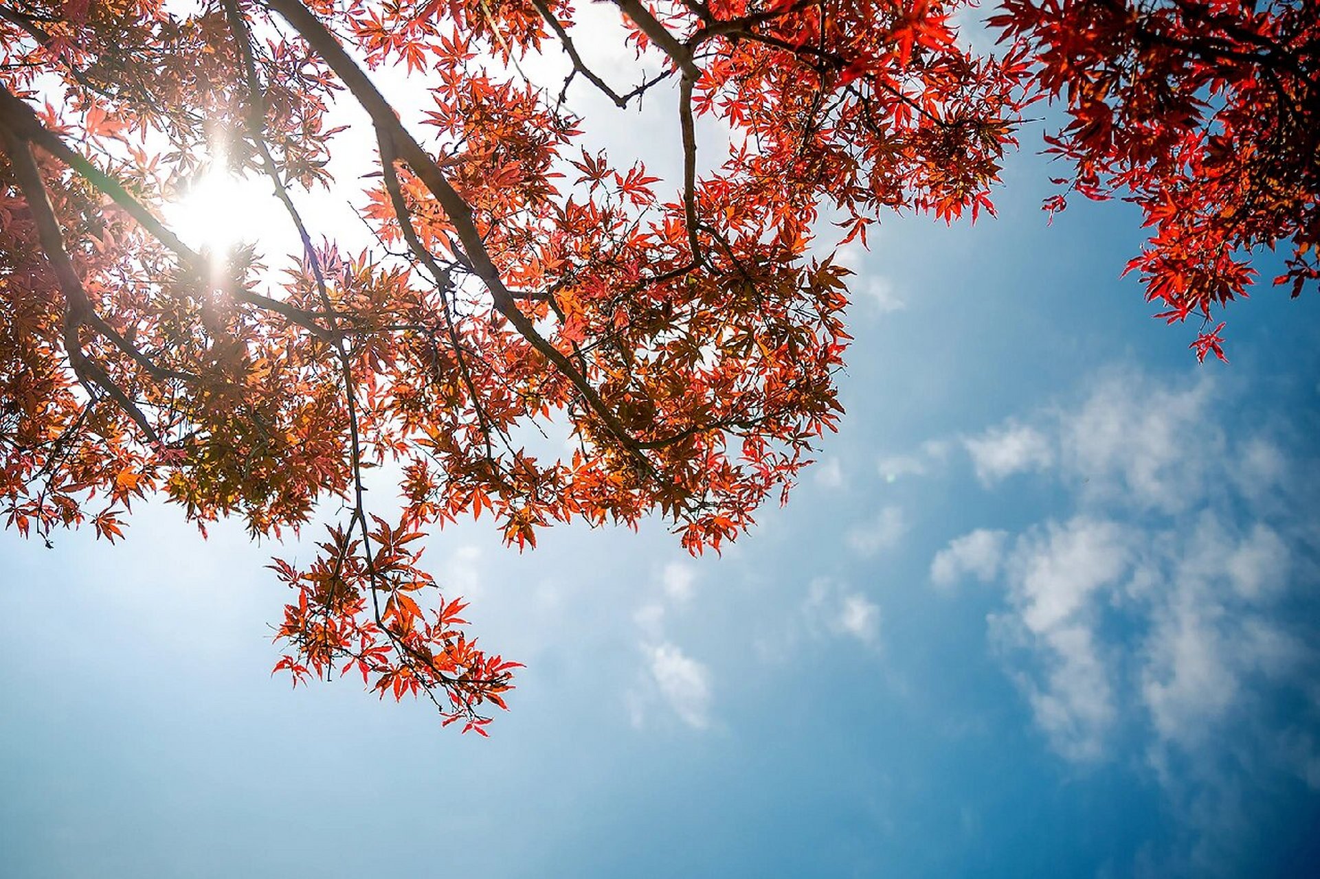 广州赏枫叶  ||  帽峰山秋日美景 不觉间已是秋天,枫叶就像饱含了秋天