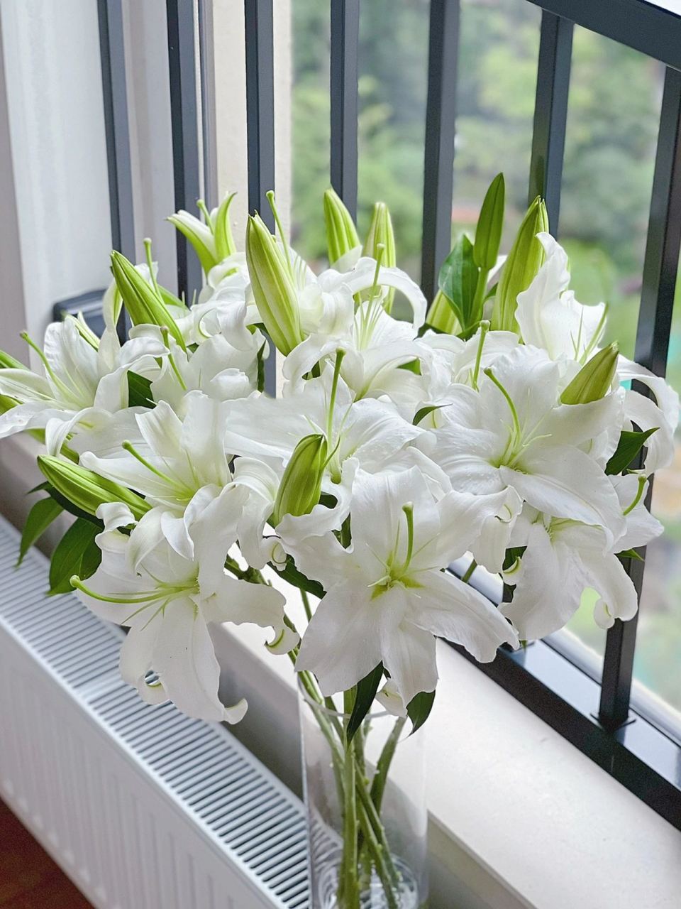 西伯利亚香水百合98 这百合真的是毫无缺点 花型仙气,香味清新 清水