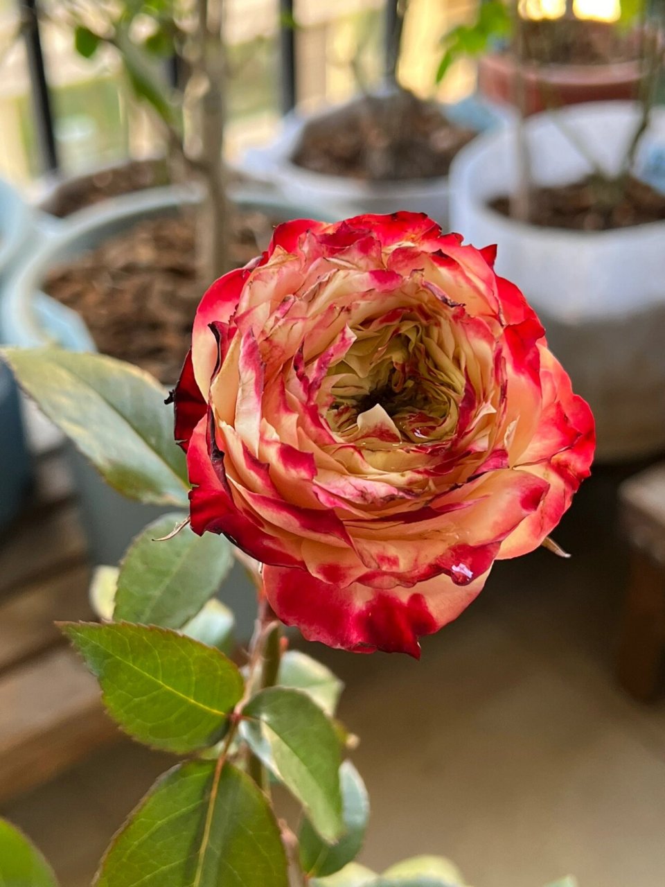 苹果杰克 #苹果杰克月季# 直立不垂头,基本无香,花瓣较硬,可以做切花