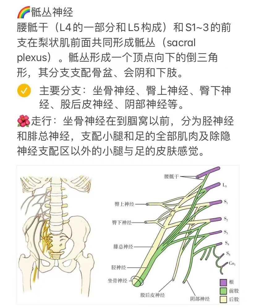 腰丛骶丛神经分布图图片