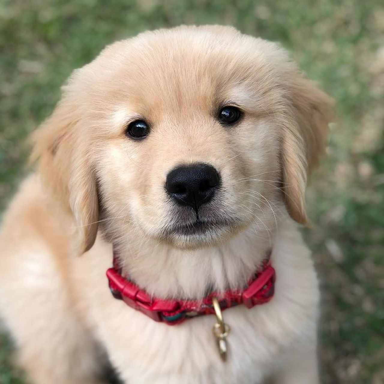 小金毛,大暖男. 大暖男小金毛 | 头像分享