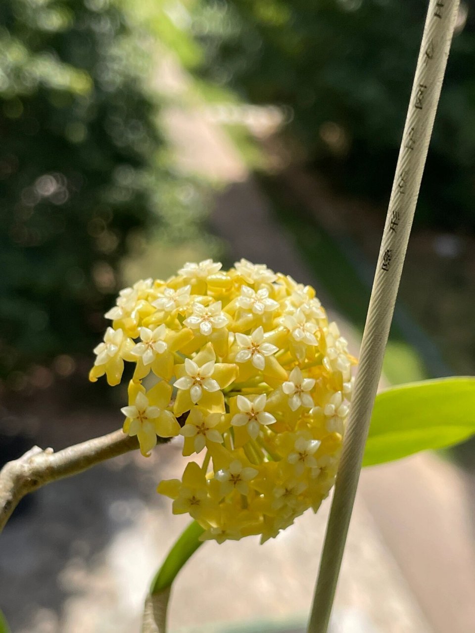 球兰:紫霞仙子越晒越金黄 一个月一次花