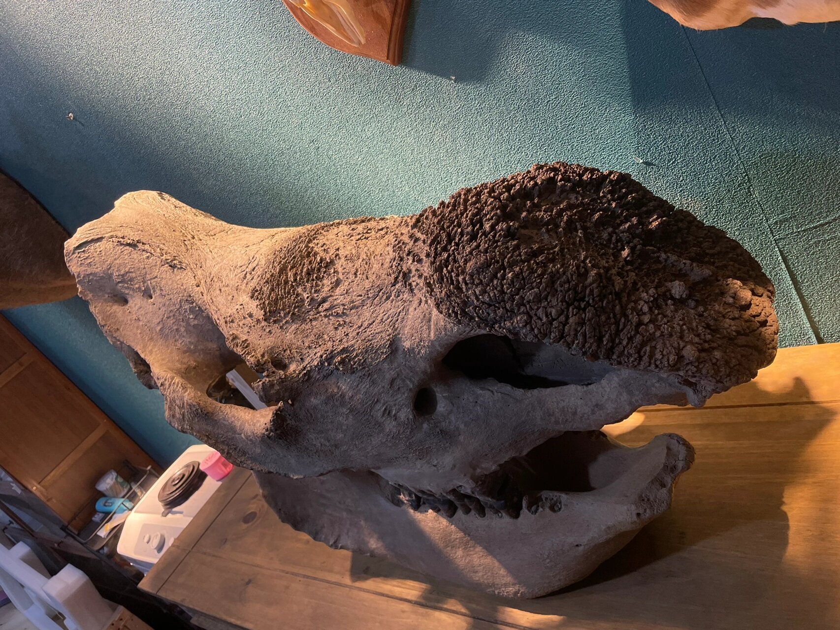 远古的问候|披毛犀头骨化石 披毛犀,学名:coelodonta antiquitatis,又