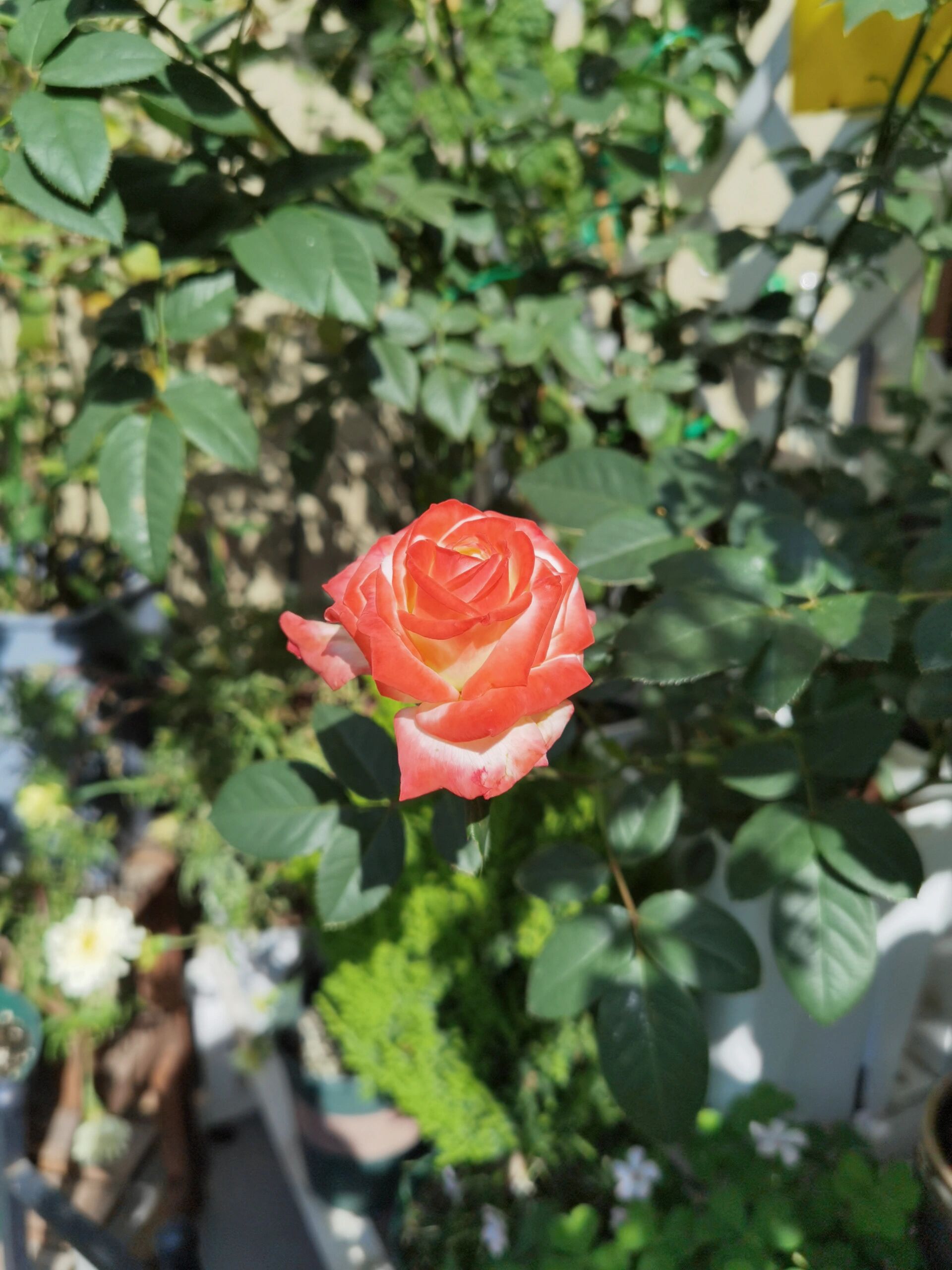 月季法拉皇后 | 这花怎么还有两幅面孔呢 去年秋天入的1.