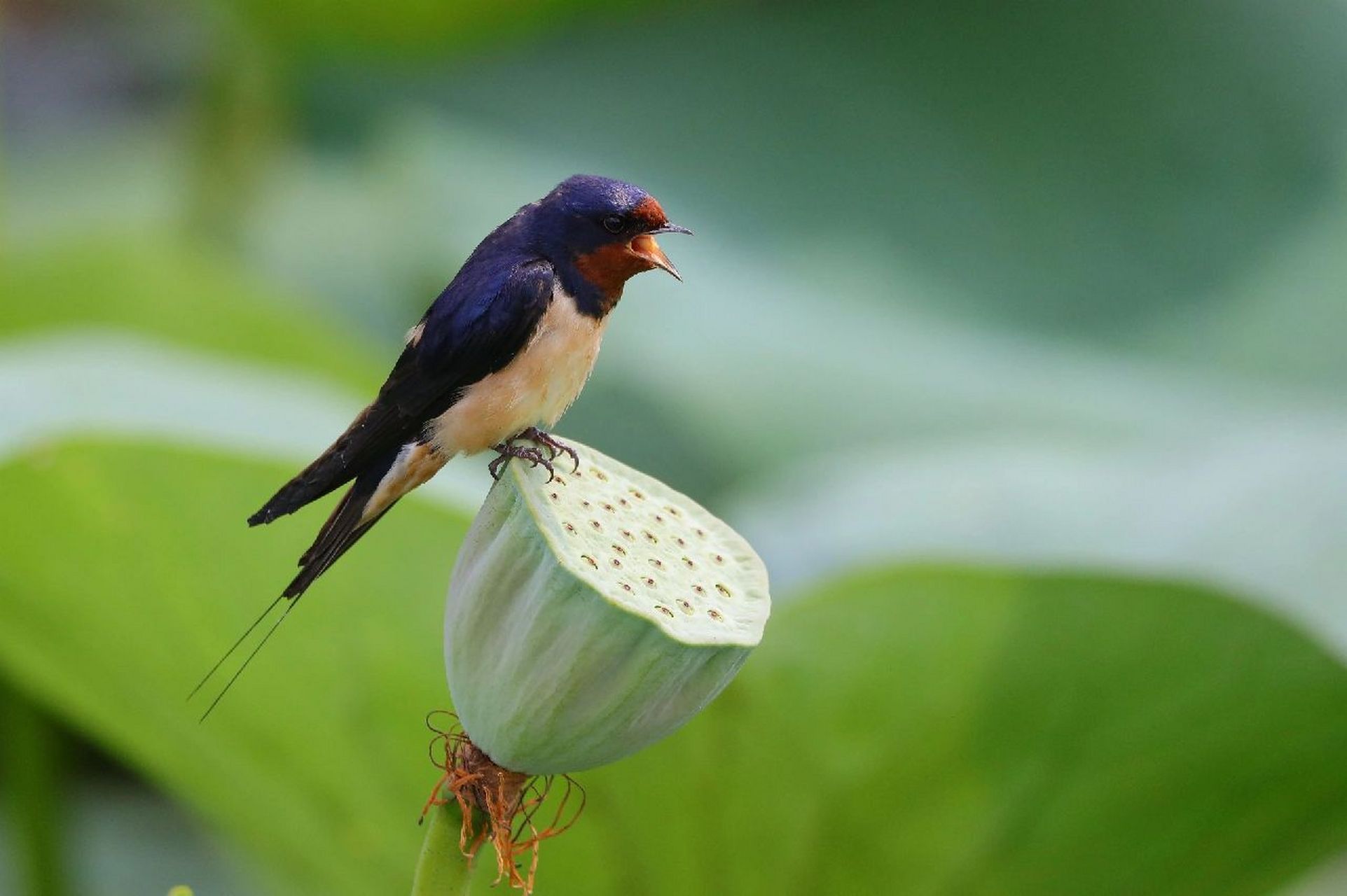 鸟类图鉴|城市公园里的小燕子 燕子,益鸟.