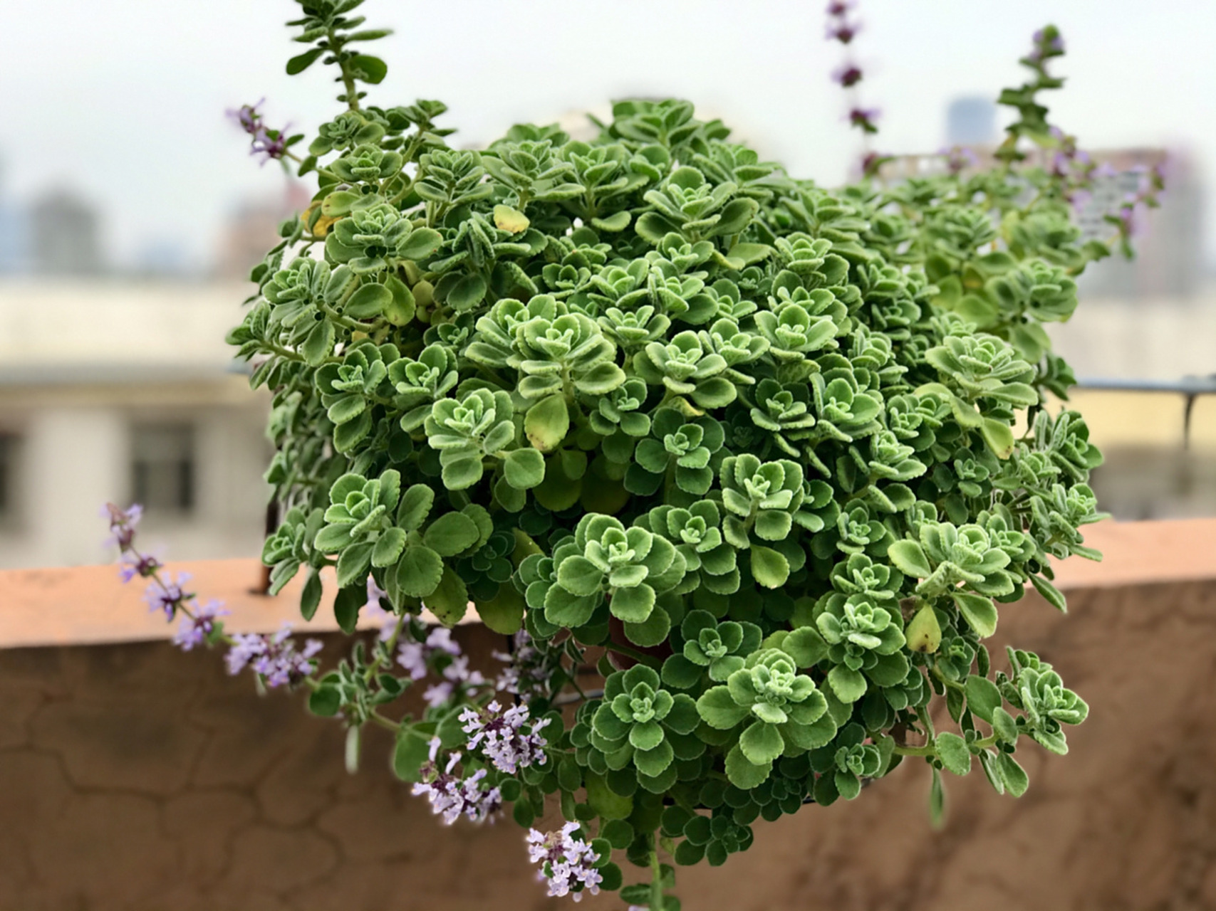 碰碰香薄荷开花了,第一次见 我种了很多碰碰香,甚至很多都达到老桩的