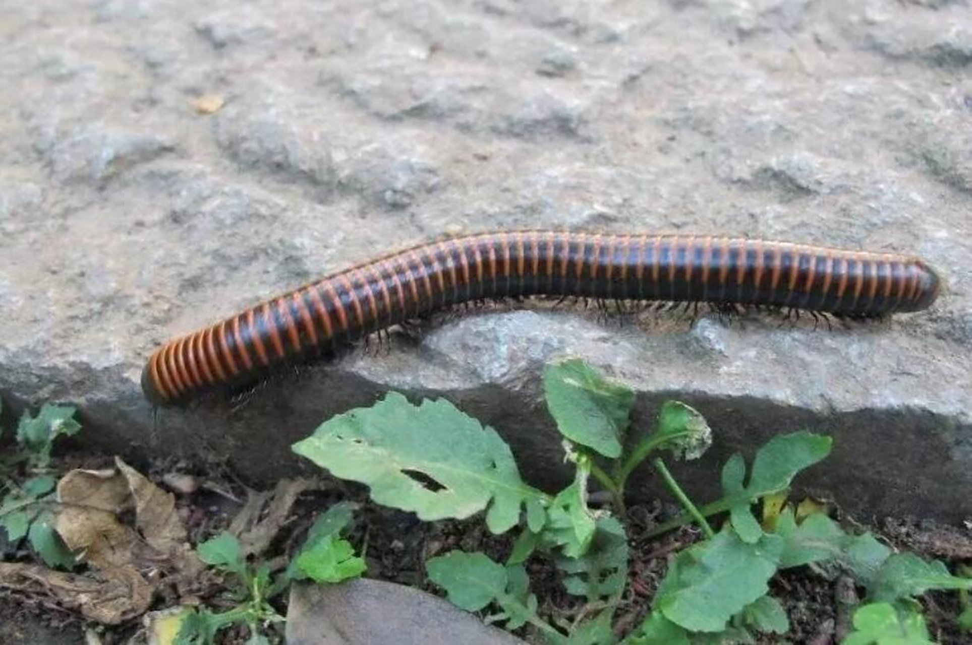 卫生间一种很像蜈蚣的虫子怎么消灭 卫生间经常会有一种虫子,会有很多