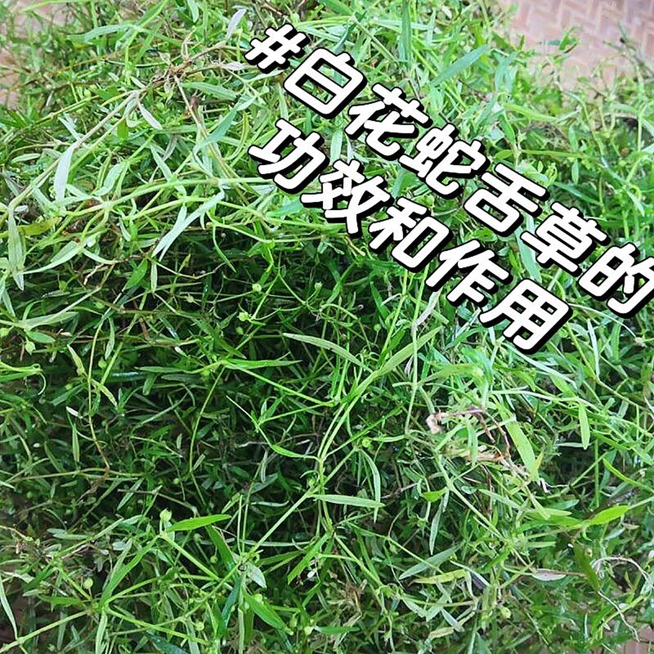 白花蛇舌草91清热解毒,利湿通淋 白花蛇舌草 95功效与作用 清热