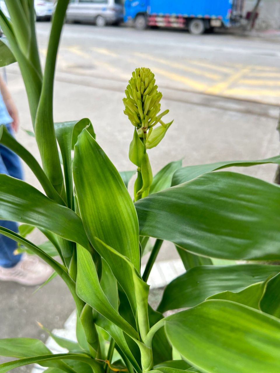 彩叶万年青开花图片图片