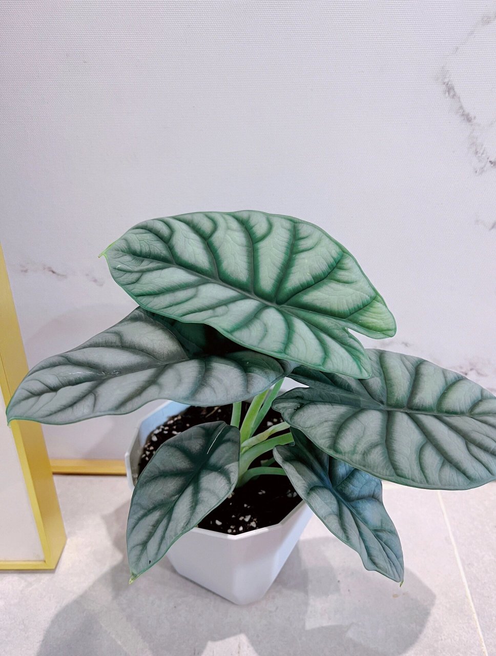 白犀牛海芋|ins风家居就靠它|新手友好 白犀牛海芋(alocasia baginda