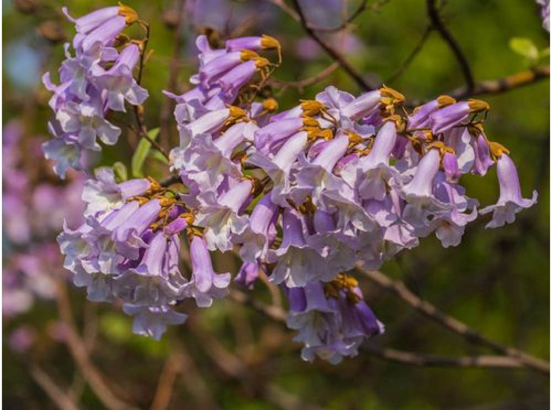 96花材:梧桐花,泡桐花 96梧桐花与泡桐花区别如下: 95