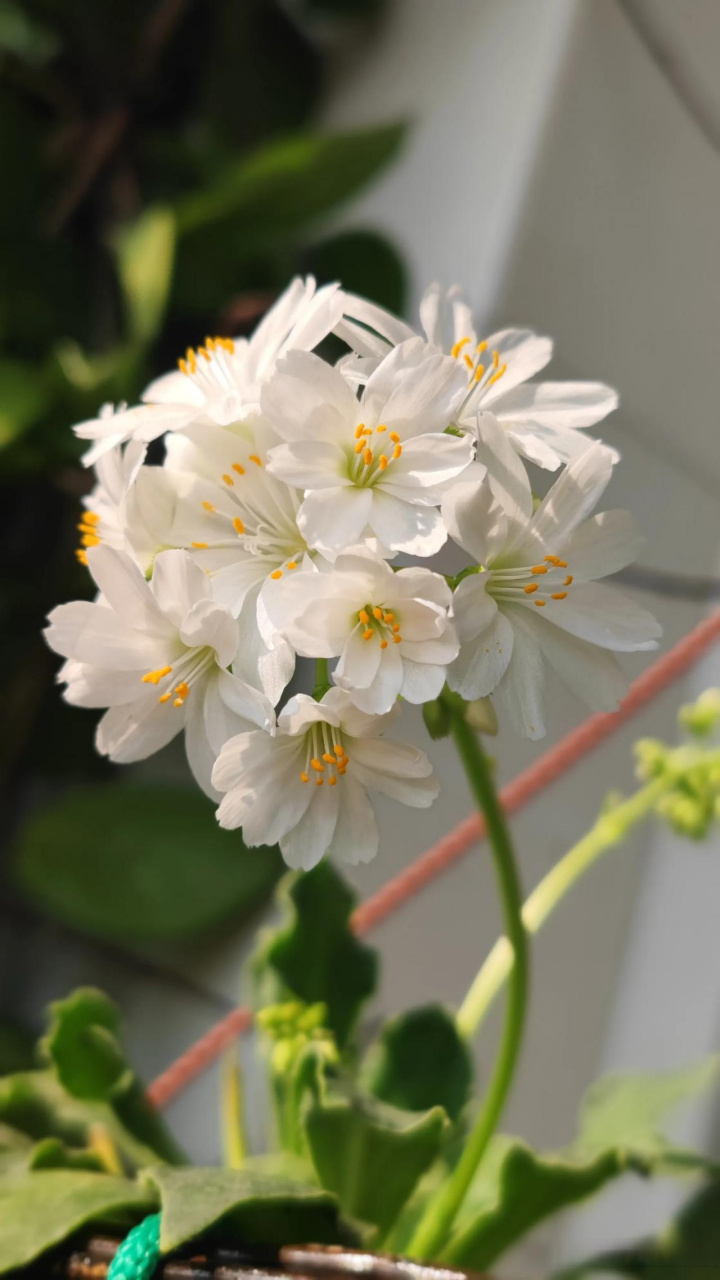 随手一拍美丽的花朵  这白色的小花叫露薇花,小花不大,但只要长出一个