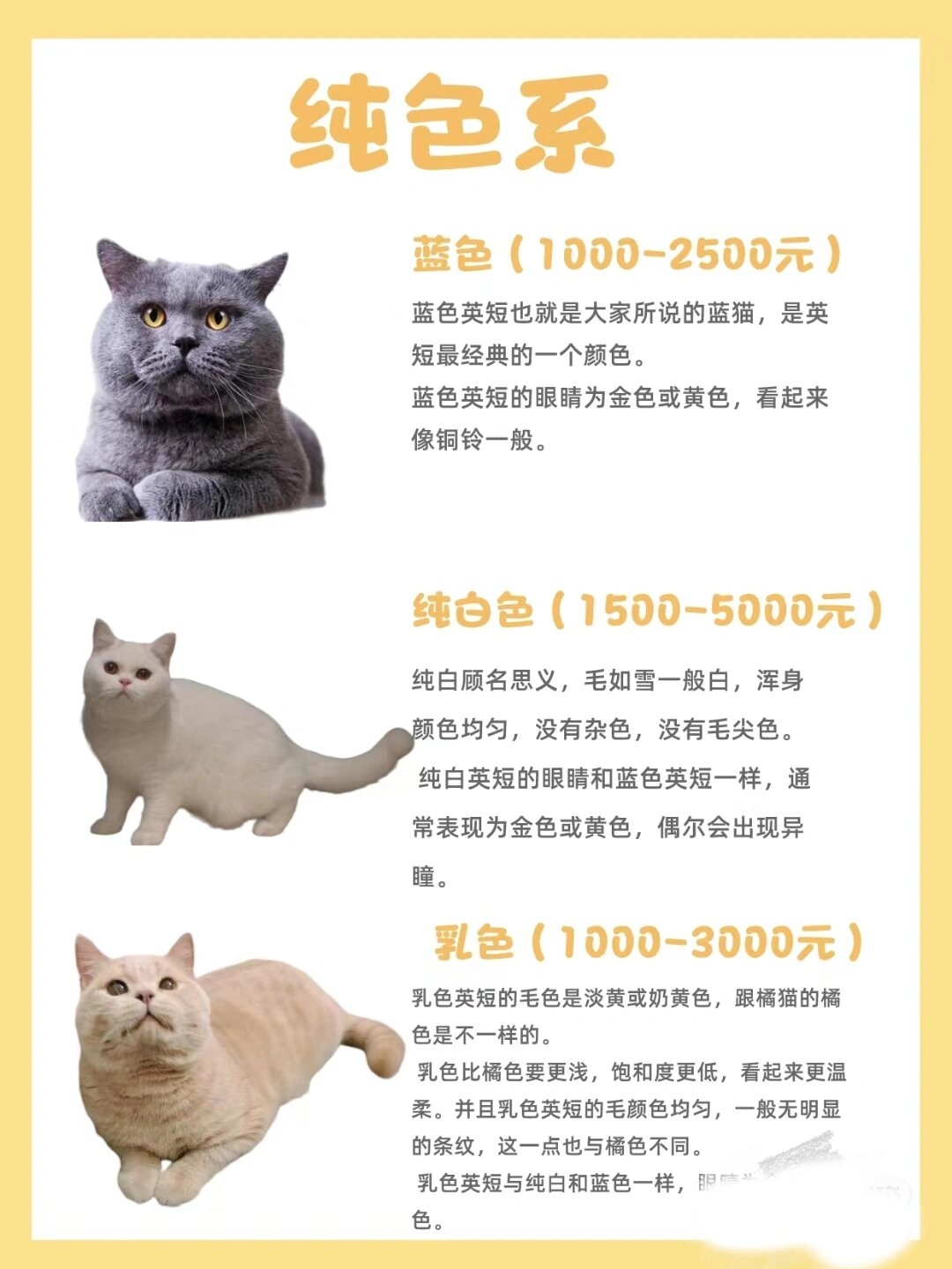 新手养猫