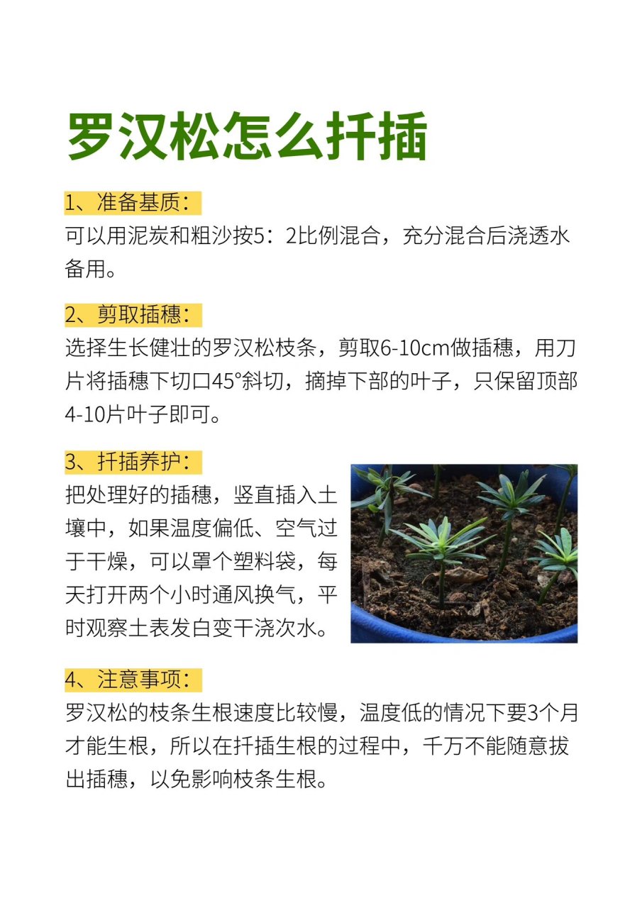 罗汉松为什么叫罗汉松,因为它的种子长在肥大鲜红的种托上,如庙纳身