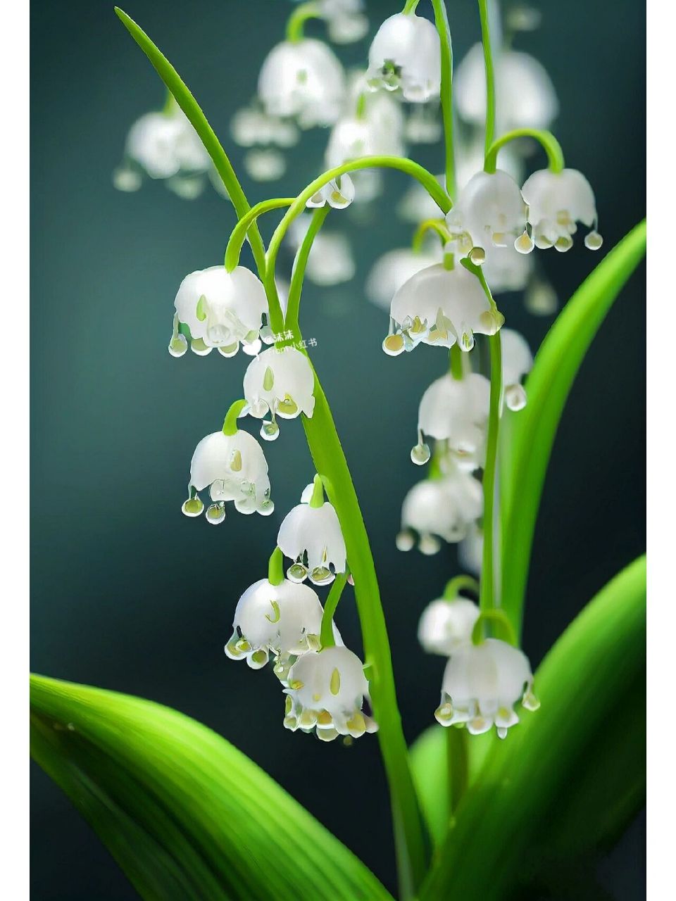 有一种花叫铃兰花 她的花语是:"经历苦难,等待幸福归来" 我走了那么远