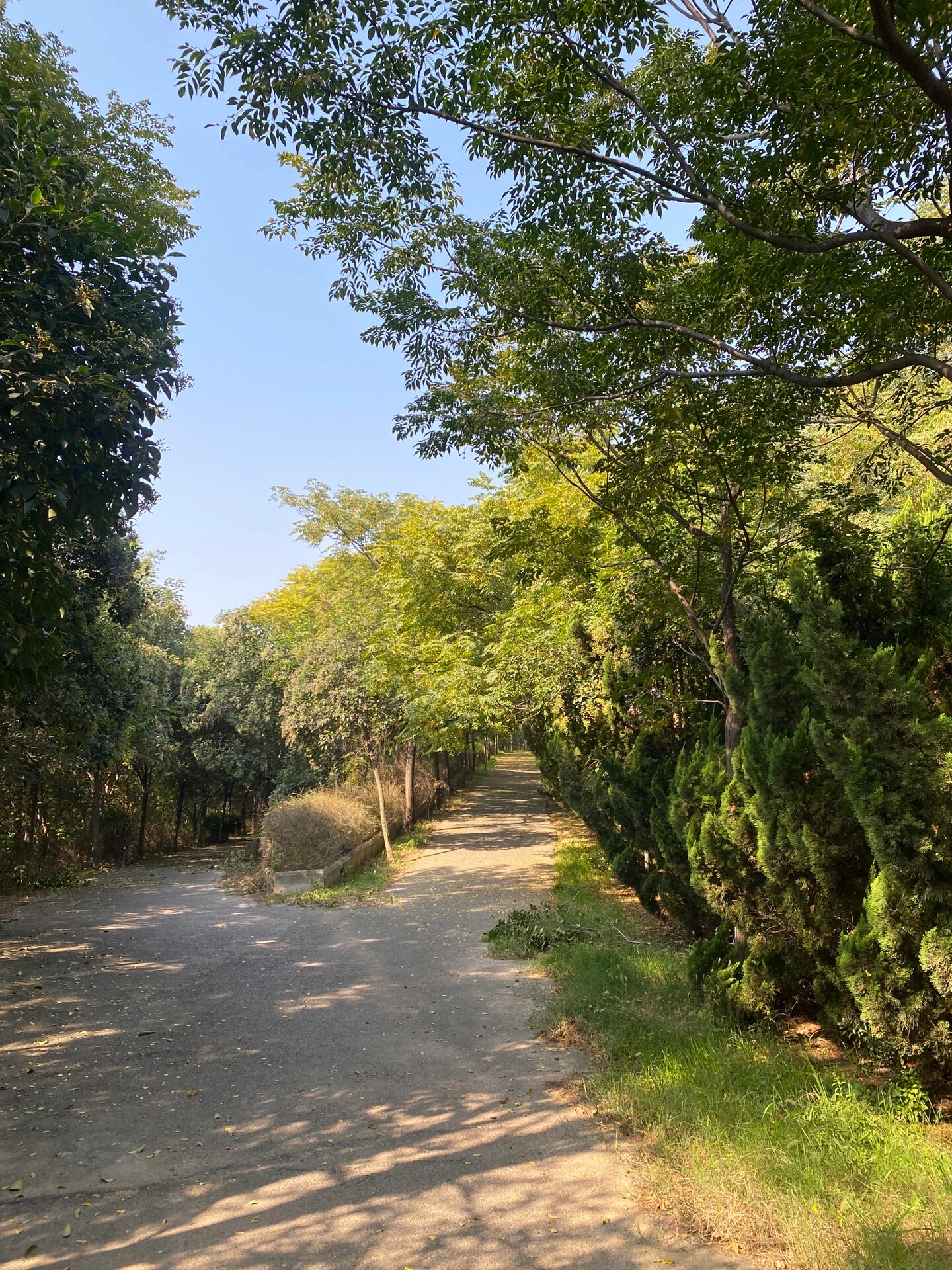 许昌冷门游玩地点 香山公园 地址:魏都区237省道与036乡道交叉口西280