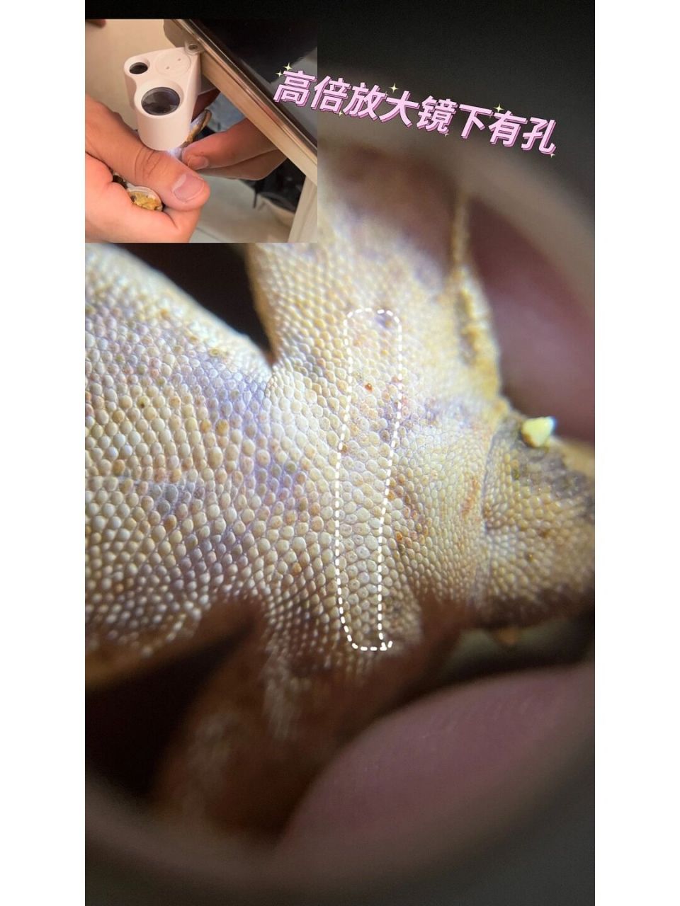 睫角守宫两招分公母 睫角守宫的公母还是很好分辨的 第一种肉眼观察法