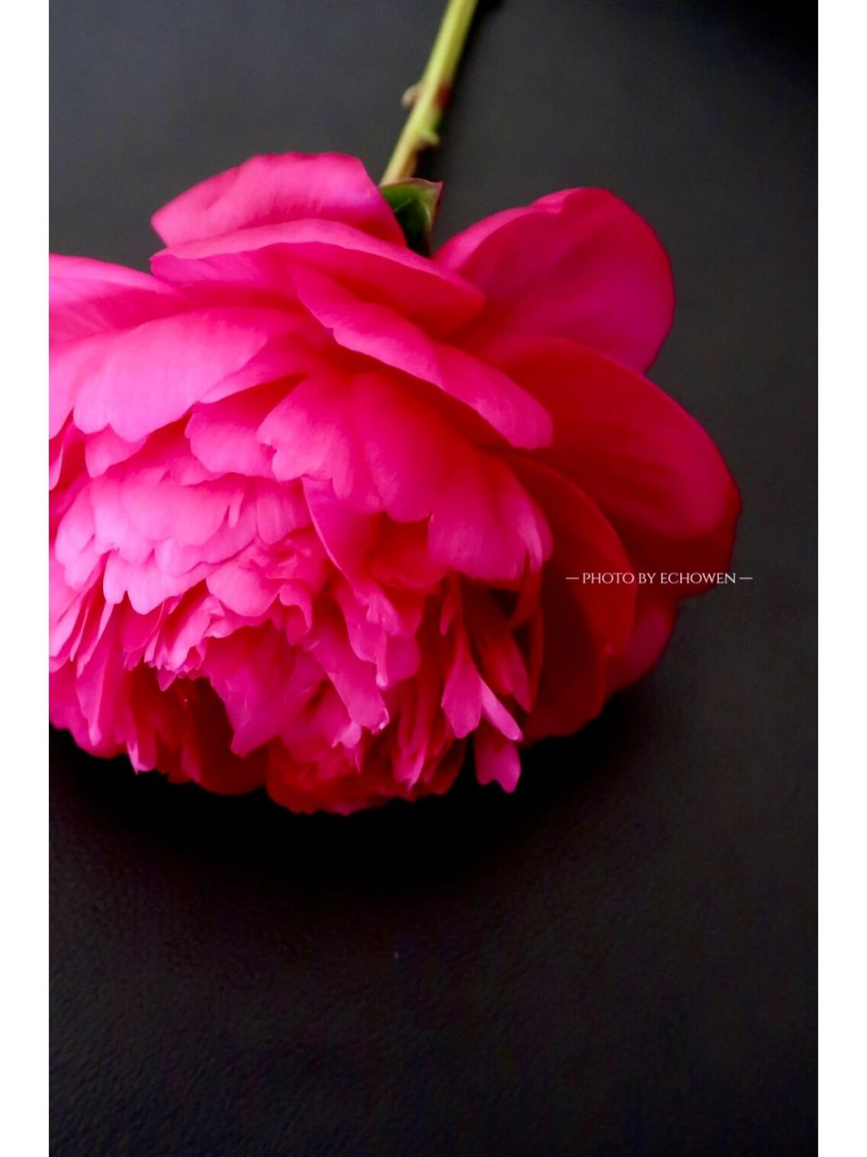 芍药 红富士 花头不大的一款,颜色偏暗(我很喜欢).