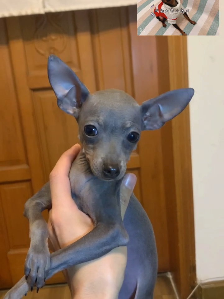 蓝色小鹿犬