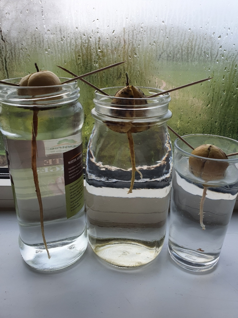 牛油果05水培几个月了只长根不长茎叶 这几个牛油果05核泡水里倒