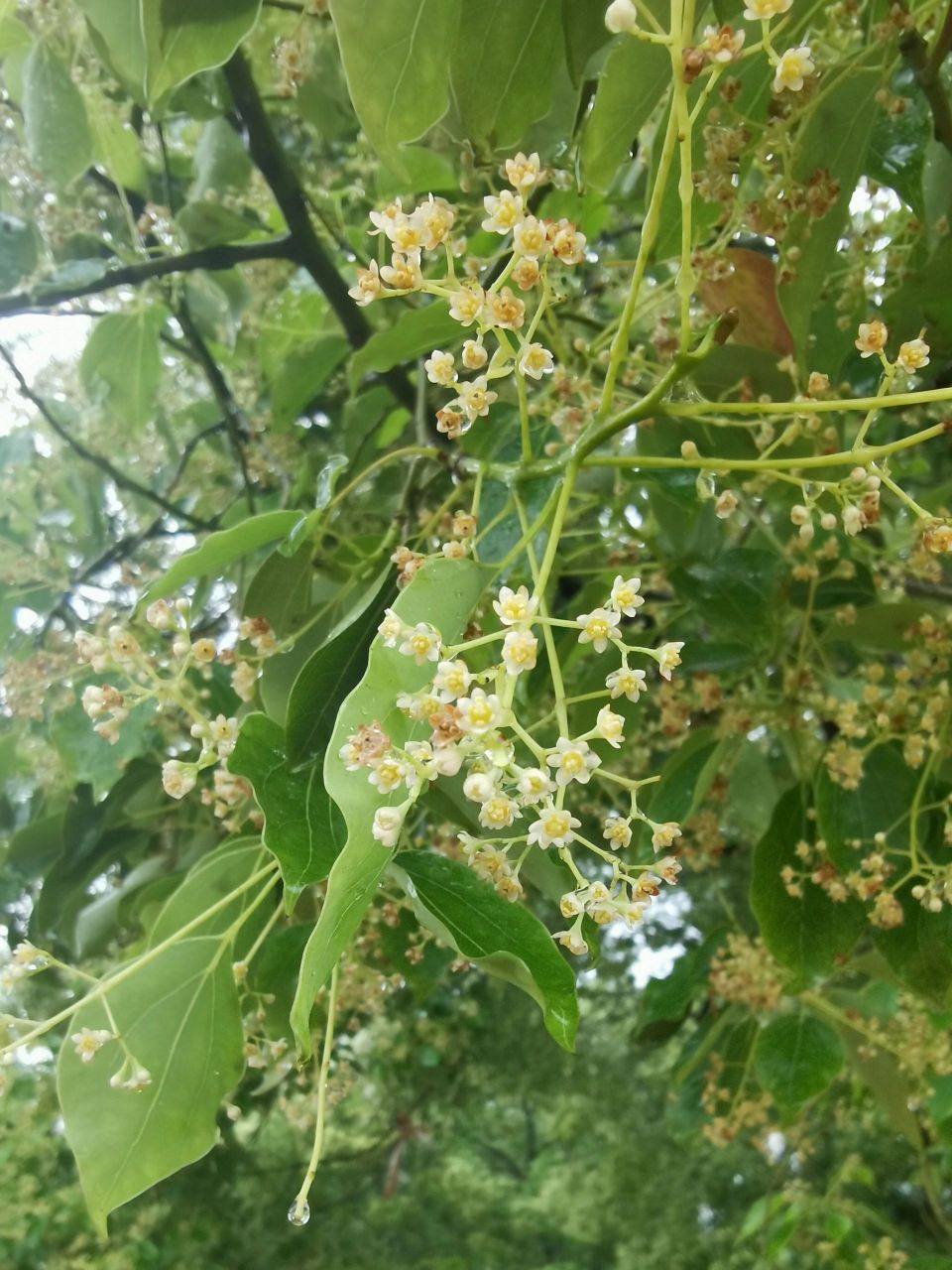 presl)是樟科,樟属常绿大乔木,树冠广卵形;枝,叶及木材均有樟脑气味