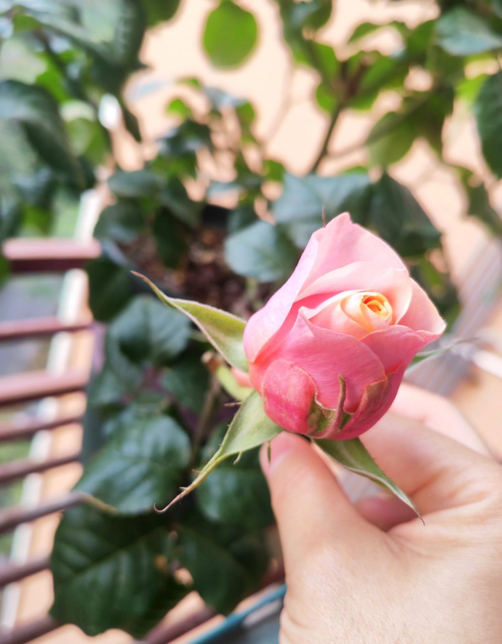 温柔珊瑚心月季 2023/4/20