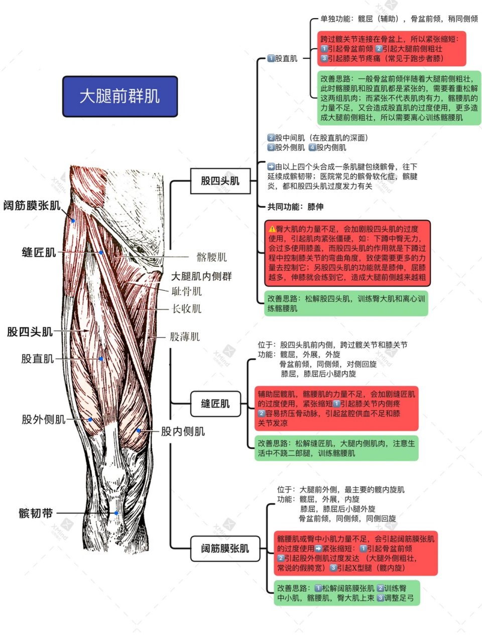 肌肉解剖|大腿前侧粗壮的根本原因 接触瑜伽前我一直有严重的骨盆前倾