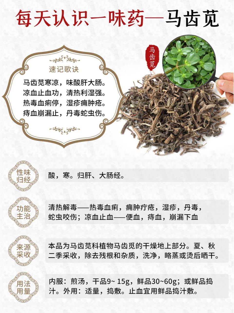 91别名	马齿菜,马苋菜,猪母菜,瓜仁菜,瓜子菜,长寿菜,马蛇子菜,马齿