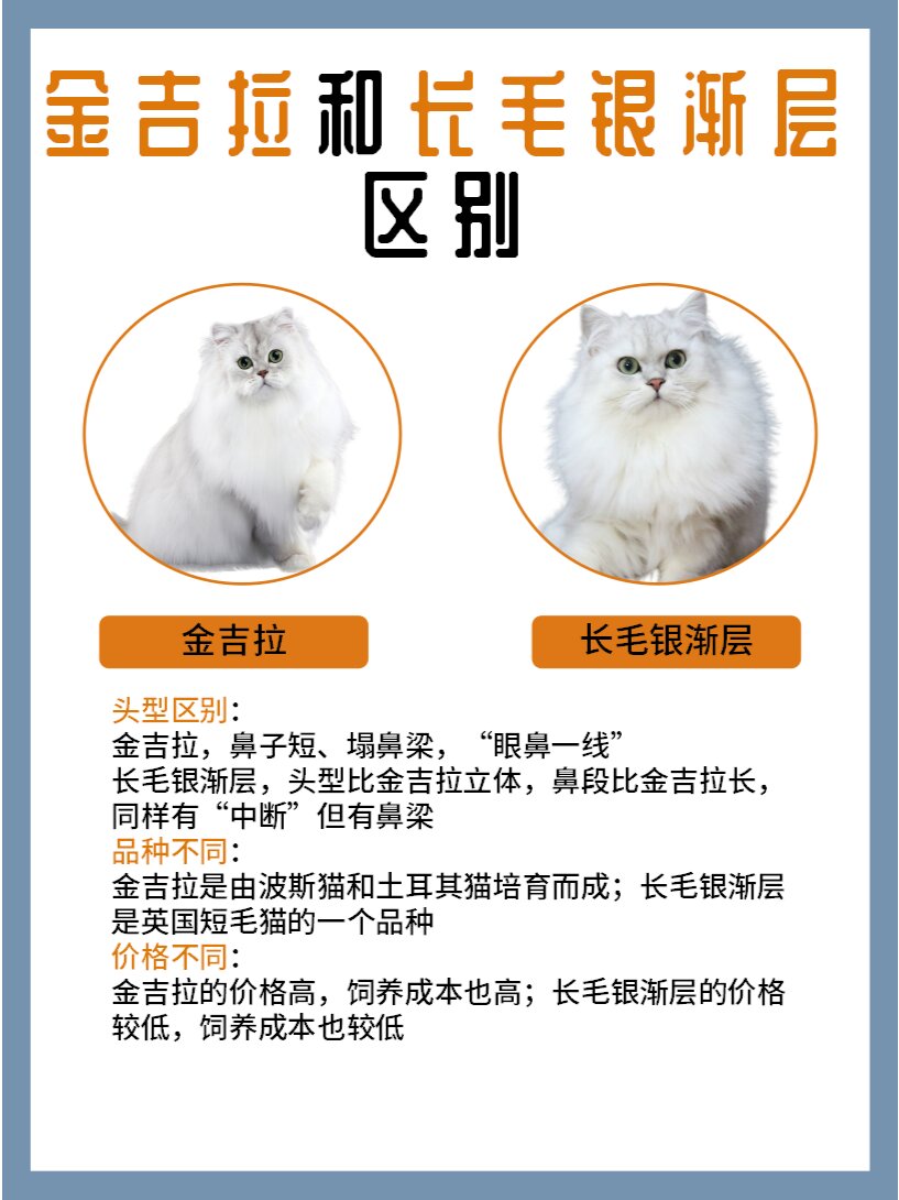 金吉拉猫崽的变色过程图片