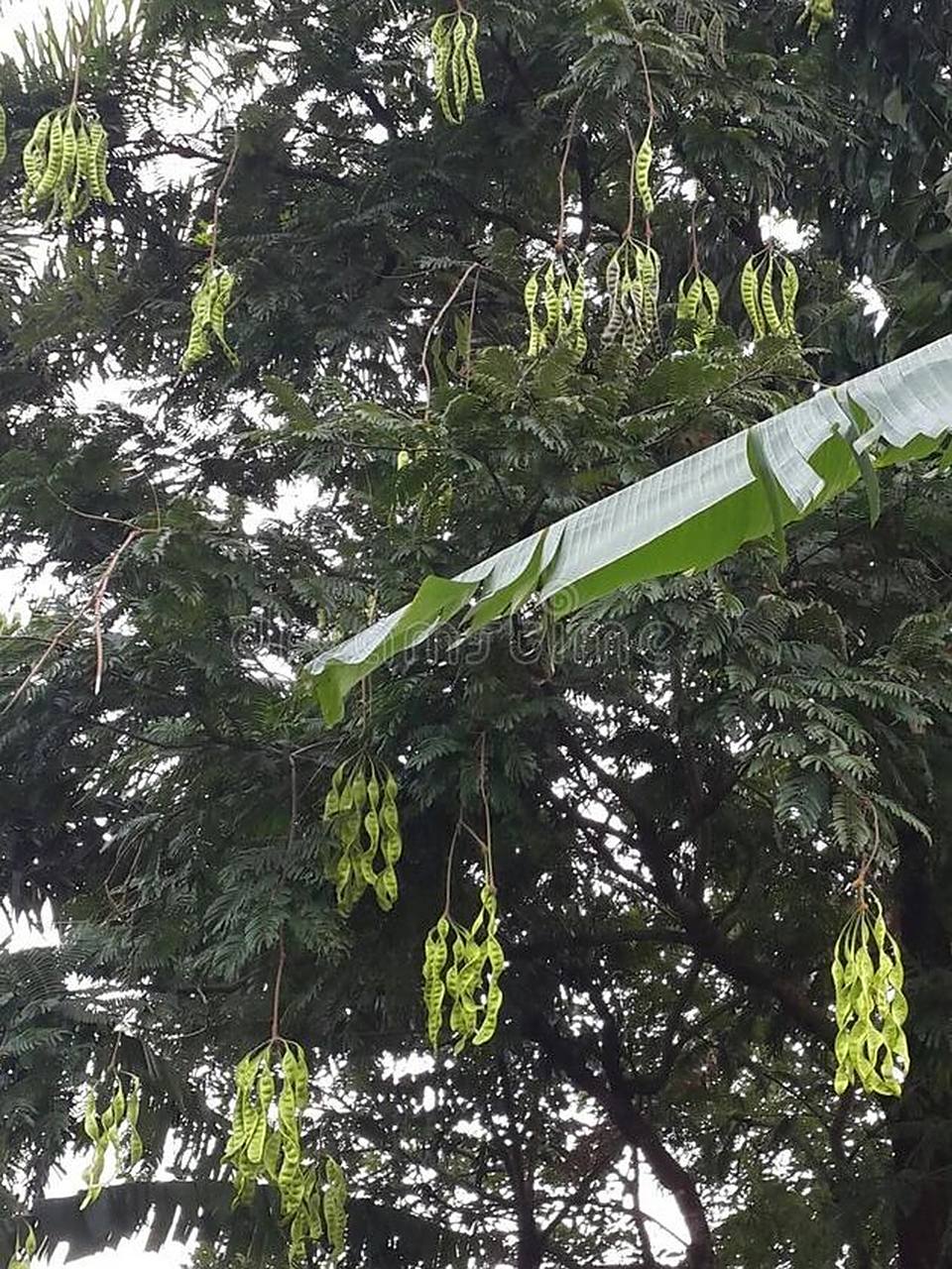 臭豆 (马来西亚称为petai) 臭豆(学名:parkia speciosa)又名美麗球花