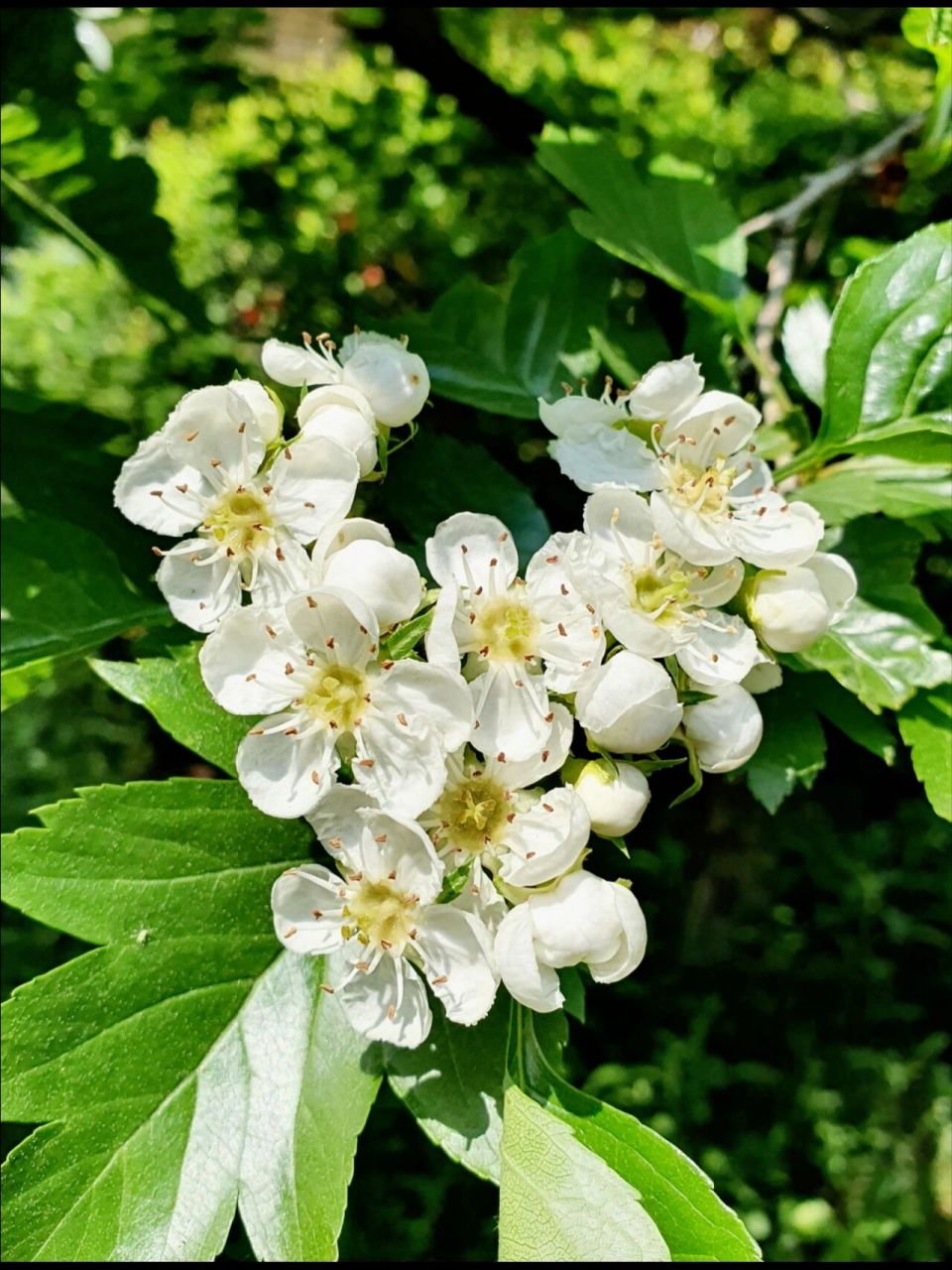 山楂花开花 92山楂树开满了花,洁白无瑕.