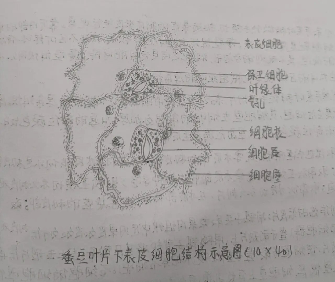 洋葱细胞中期细胞,蚕豆叶片下表皮细胞
