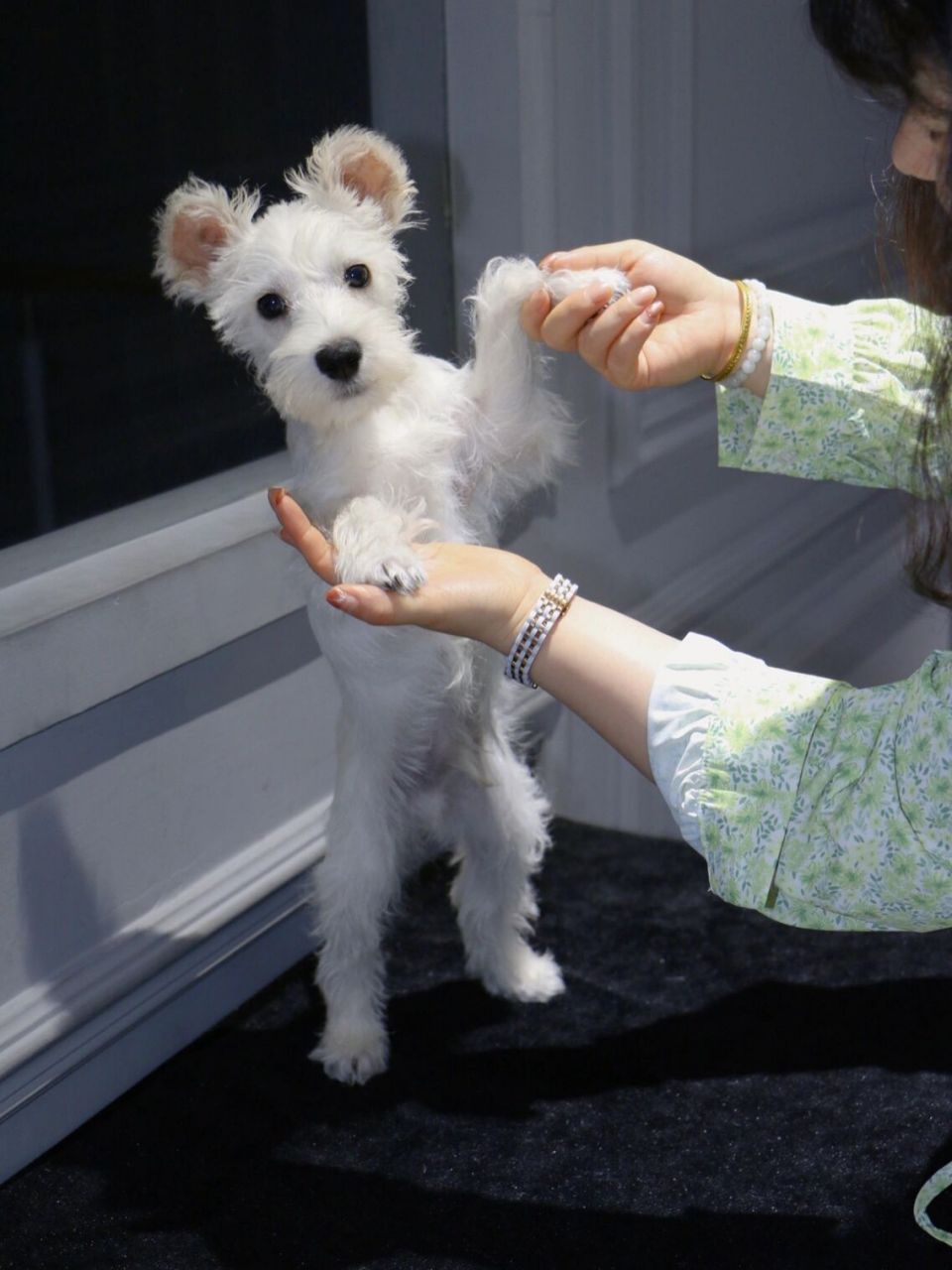 我后悔了 千万不要养白色雪纳瑞 后悔为什么没有早点养?