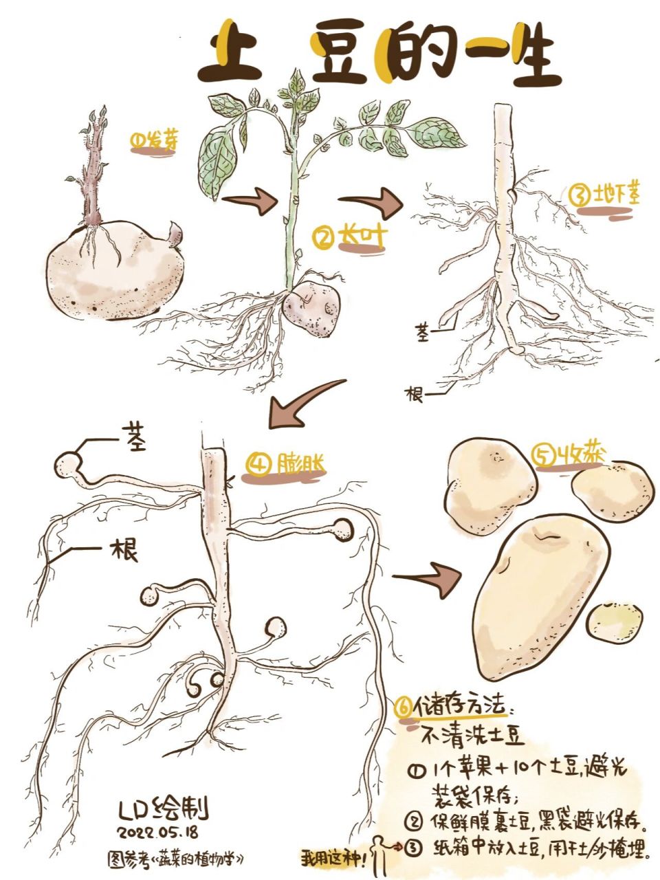 拒绝焦绿! 土豆季来了,小们你家的土豆开挖了吗?