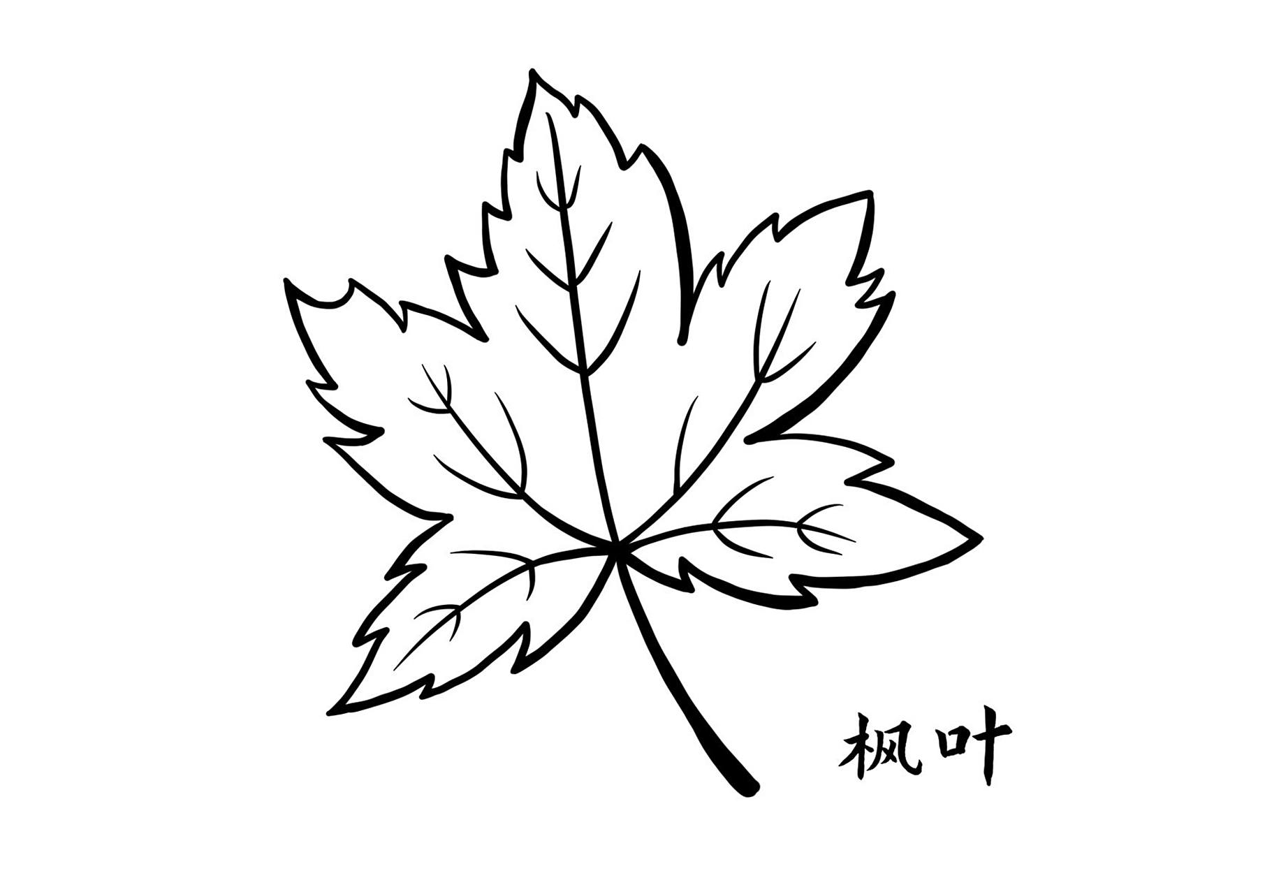 原创素材|树叶简笔画 94认识秋天的树叶 涂色游戏