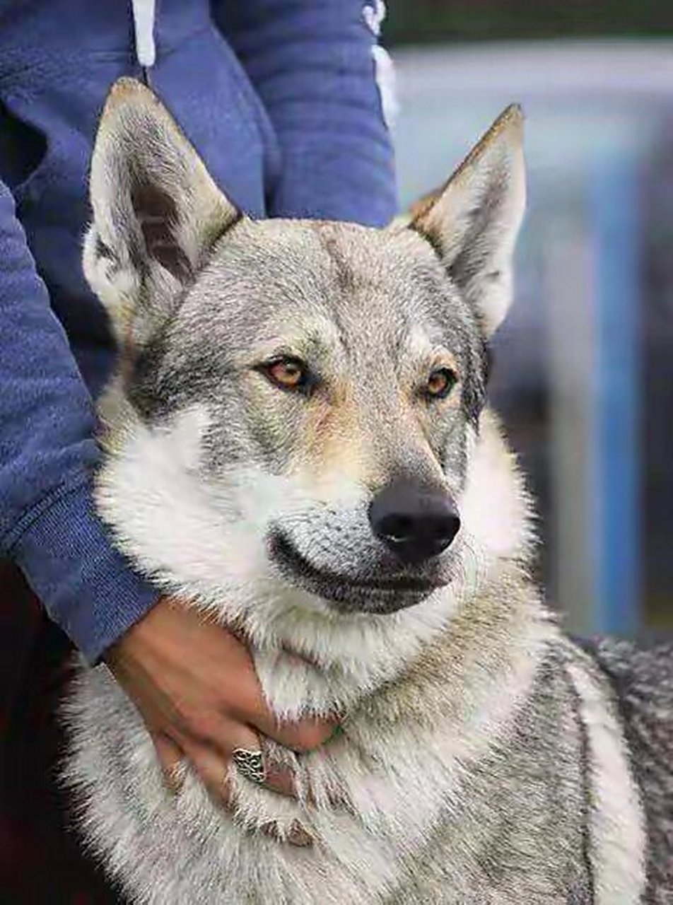 捷克狼犬一只图片