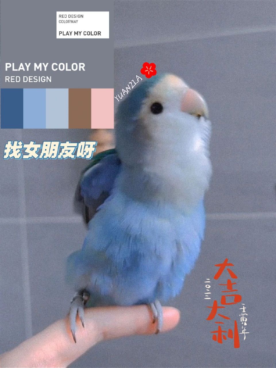 普通牡丹鹦鹉基因配色 找对象啦…!蓝银顶公(实际杂色金顶) 如图.