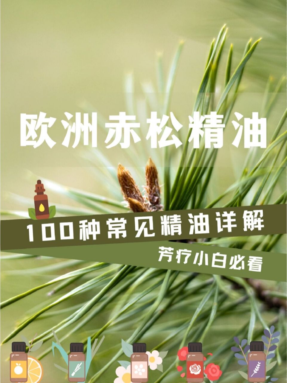 欧洲赤松精油,呼吸道的守护神!